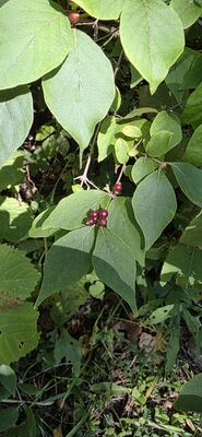 20250914_152436.jpg