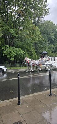 20260727_114223.jpg