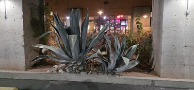 20260829_195333.jpg