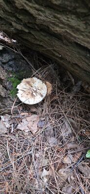 20261003_125412.jpg